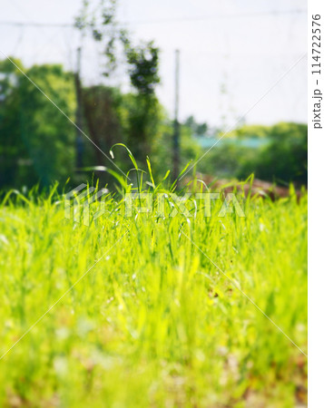 一面草原の広場 114722576
