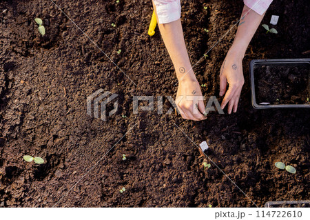 Woman planting vegetable sprouts into the soil Woman planting vegetable sprouts into the soil 114722610