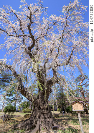 優雅な枝垂れ桜の古木　藤田記念庭園　青森県　 114722889