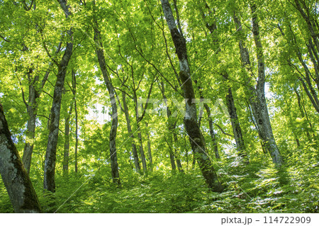新緑の木々 新緑の木々 114722909