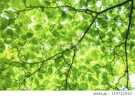 新緑の木々 新緑の木々 114722910