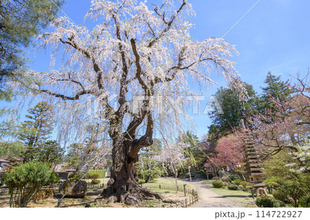 優雅な枝垂れ桜の古木　藤田記念庭園　青森県　 114722927