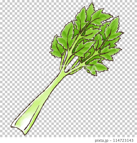 芹菜（水彩風格） 114723143