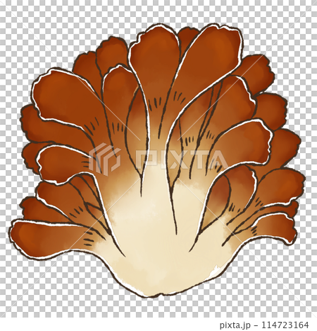 Maitake mushroom (watercolor style) 114723164