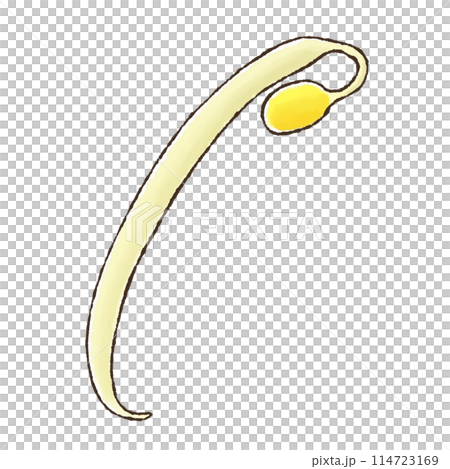 もやし（水彩風） 114723169