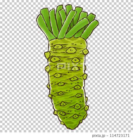 ワサビ（水彩風） 114723171