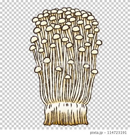 Enoki mushroom (watercolor style) Enoki mushroom (watercolor style) 114723191
