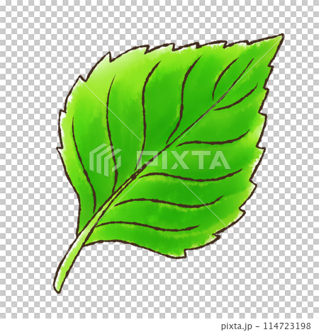 Perilla (watercolor style) 114723198