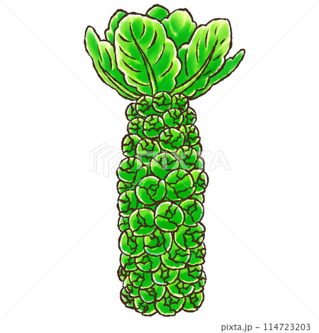 芽キャベツ(水彩風) 芽キャベツ(水彩風) 114723203