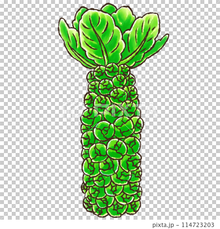 芽キャベツ(水彩風) 芽キャベツ(水彩風) 114723203
