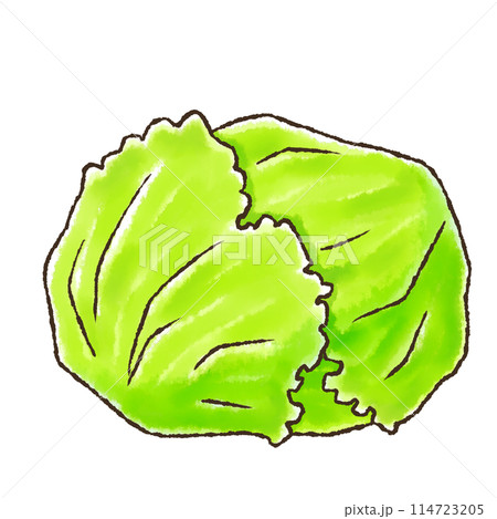 レタス(水彩風) レタス(水彩風) 114723205