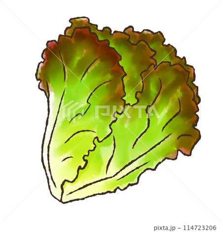 サニーレタス（水彩風） 114723206