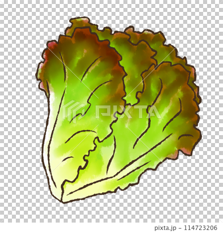 サニーレタス（水彩風） 114723206