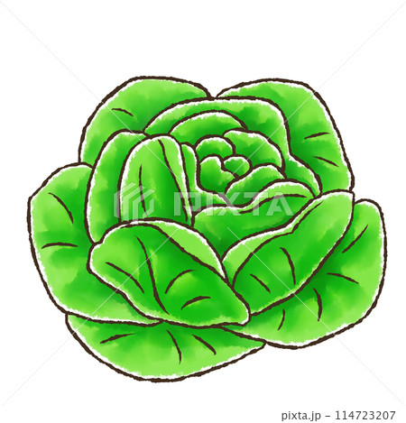 サラダ菜（水彩風） 114723207