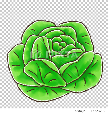 サラダ菜（水彩風） 114723207