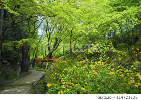 京都 北野天満宮 もみじ苑の鶯橋 山吹と新緑 京都 北野天満宮 もみじ苑の鶯橋 山吹と新緑 114723235