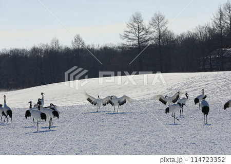 丹頂鶴が優雅に舞う伊藤タンチョウサンクチュアリの冬景色 114723352