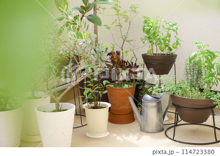 ベランダにある色々な植物 ベランダにある色々な植物 114723380