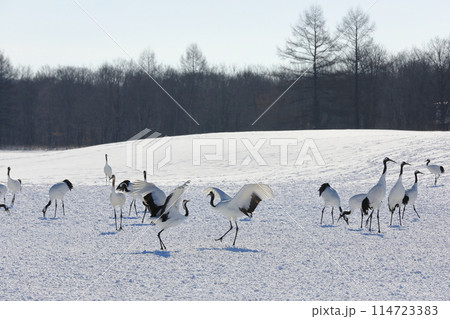 翼を広げてツルがダンスを踊る伊藤タンチョウサンクチュアリの冬の風景 114723383