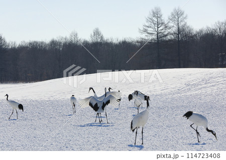 美しい丹頂鶴の姿が見られる厳冬期の伊藤タンチョウサンクチュアリの雪原 114723408