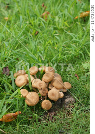 草の上に生えるキノコ 草の上に生えるキノコ 114723539