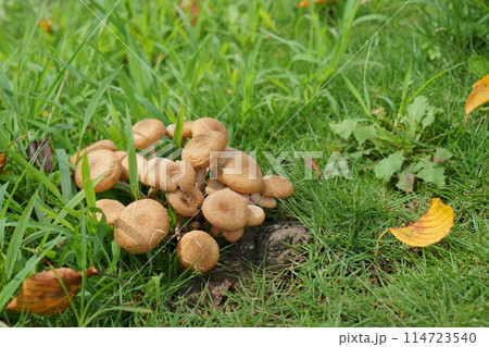 草の上に生えるキノコ 草の上に生えるキノコ 114723540