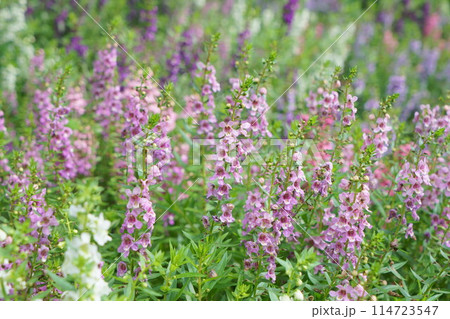 陽を浴びる紫色のアンゲロニア 114723547