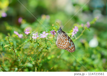 ピンクの花の蜜を吸うアサギマダラ ピンクの花の蜜を吸うアサギマダラ 114723561