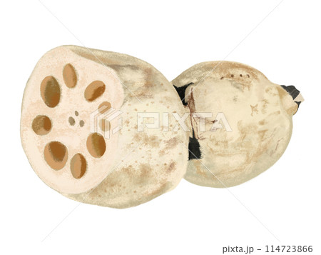 れんこん(断面) れんこん(断面) 114723866