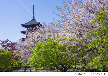 京都　東寺の五重塔　桜と新緑 114723981
