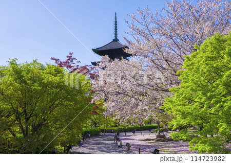 京都　東寺の五重塔　桜と新緑 114723982