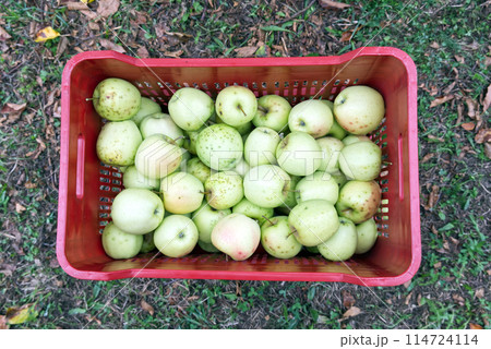 a crate of golden delicius apples just picked on an Italian farm 114724114