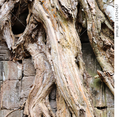 Stone carving face of apsara looking out of the interlacing of tree roots,Ta Prohm Temple, Angkor wat complex, Siem Reap, Cambodia, Asia 114724427