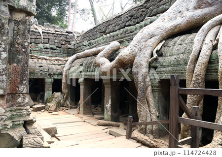 Roots of giant banyan tree on Ta Prohm temple ruins, Khmer ancient temple  Angkor Wat (Angkor Thom), Siem reap, Cambodia 114724428