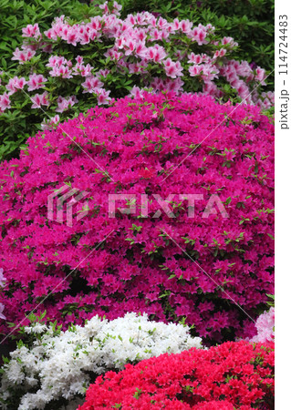 春、満開のつつじ 114724483