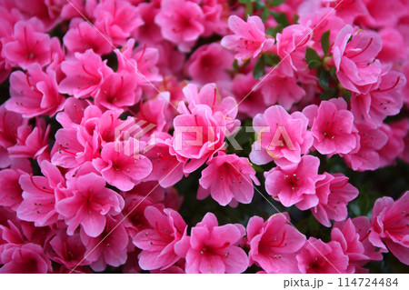 春、満開のつつじ 春、満開のつつじ 114724484