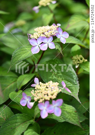 アマチャ（甘茶）の花 114724502
