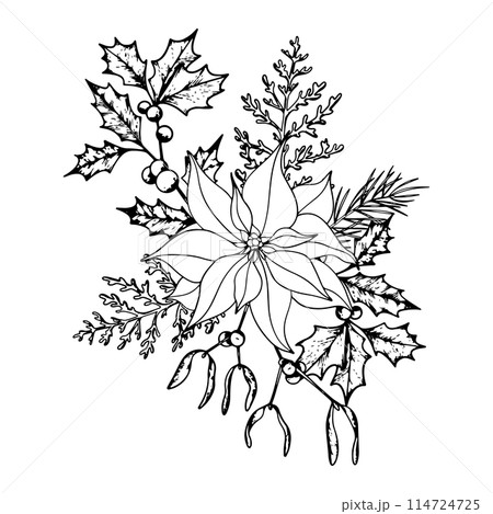 Bouquet of Christmas plants line art. Ink graphic poinsettia, twig of ilex with berries, mistletoe, Dusty miller and conifers evergreen tree. Hand painted outline botanical illustration for greetings 114724725