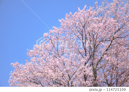 満開の桜と青空（オールドレンズ撮影） 114725109