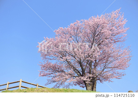 満開の桜と青空（オールドレンズ撮影） 114725110