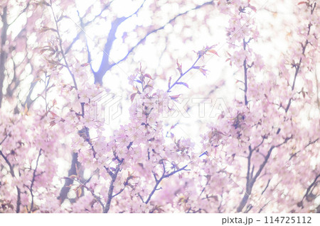 満開の桜（オールドレンズ撮影） 114725112