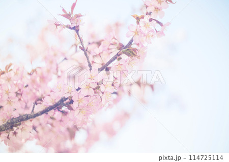 満開の桜（オールドレンズ撮影） 114725114