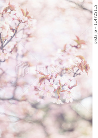 満開の桜（オールドレンズ撮影） 114725115