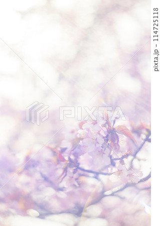 満開の桜(オールドレンズ撮影) 満開の桜(オールドレンズ撮影) 114725118