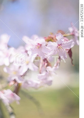 満開の桜（オールドレンズ撮影） 114725130