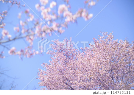 満開の桜と青空(オールドレンズ撮影) 満開の桜と青空(オールドレンズ撮影) 114725131