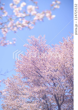 満開の桜と青空(オールドレンズ撮影) 満開の桜と青空(オールドレンズ撮影) 114725132