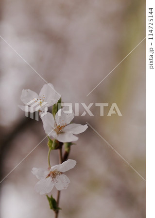 白い桜 114725144