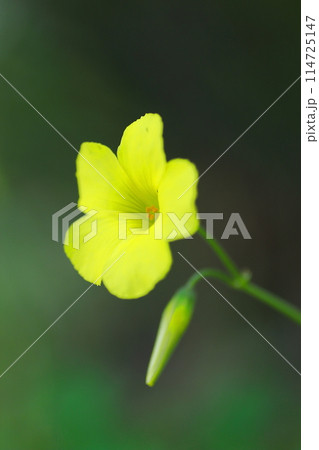 黄色いオオキバナカタバミの花 114725147