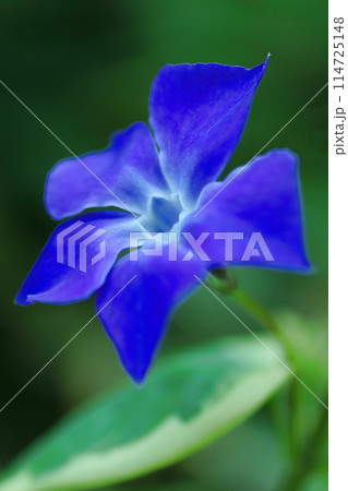 青いツルニチニチソウの花 114725148